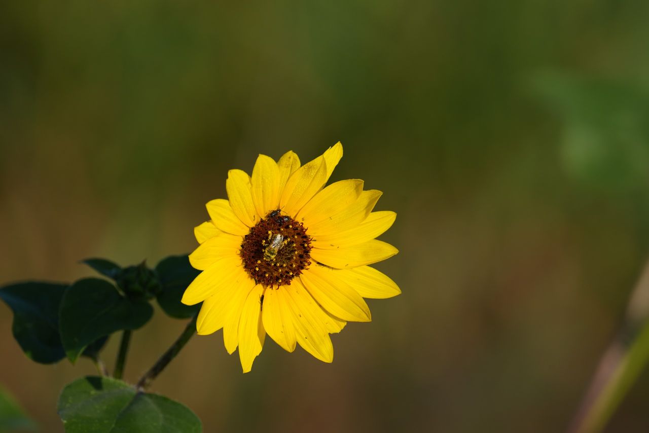 Image sample from the Sony FE 600mm f/6.3 GM OSS