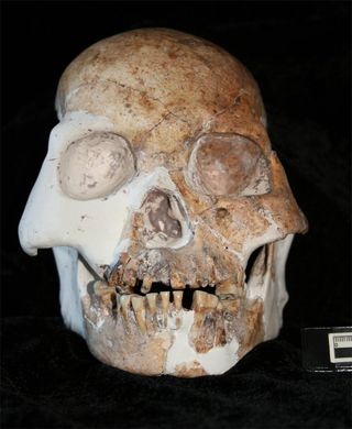 A view of a skull from the hominin called the Red Deer Cave People.