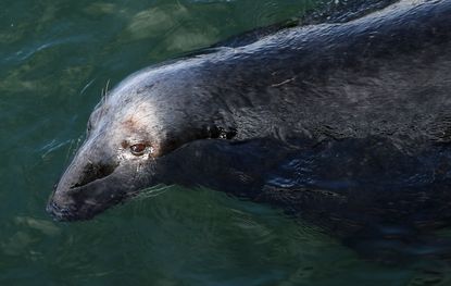 Seal off coast of Massachusetts. 