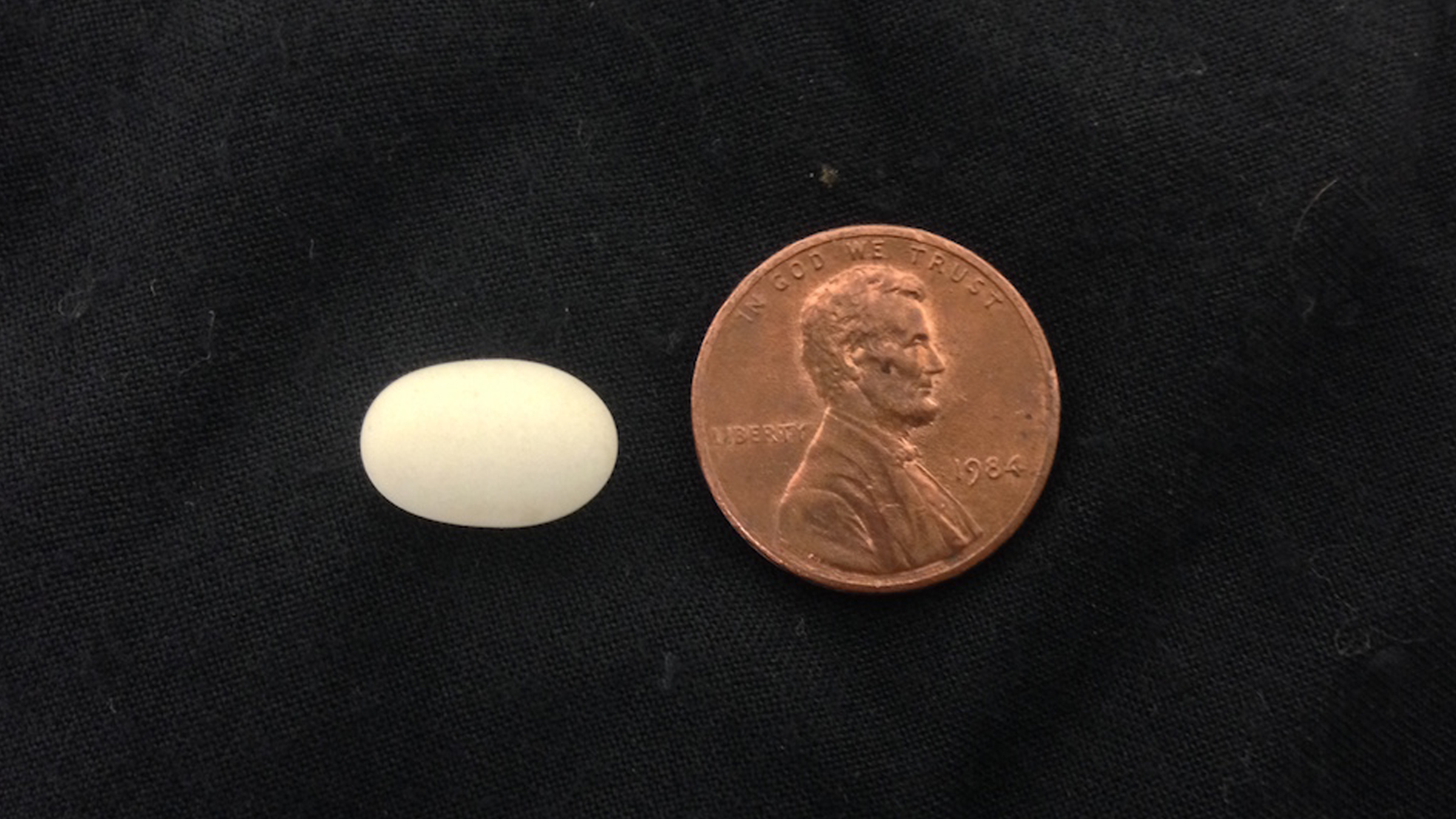 Here we see a small oval egg that is smaller than the penny next to it against a black background.