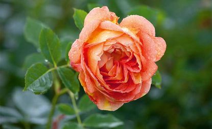 Planting roses: growing and caring for a rose garden | Real Homes