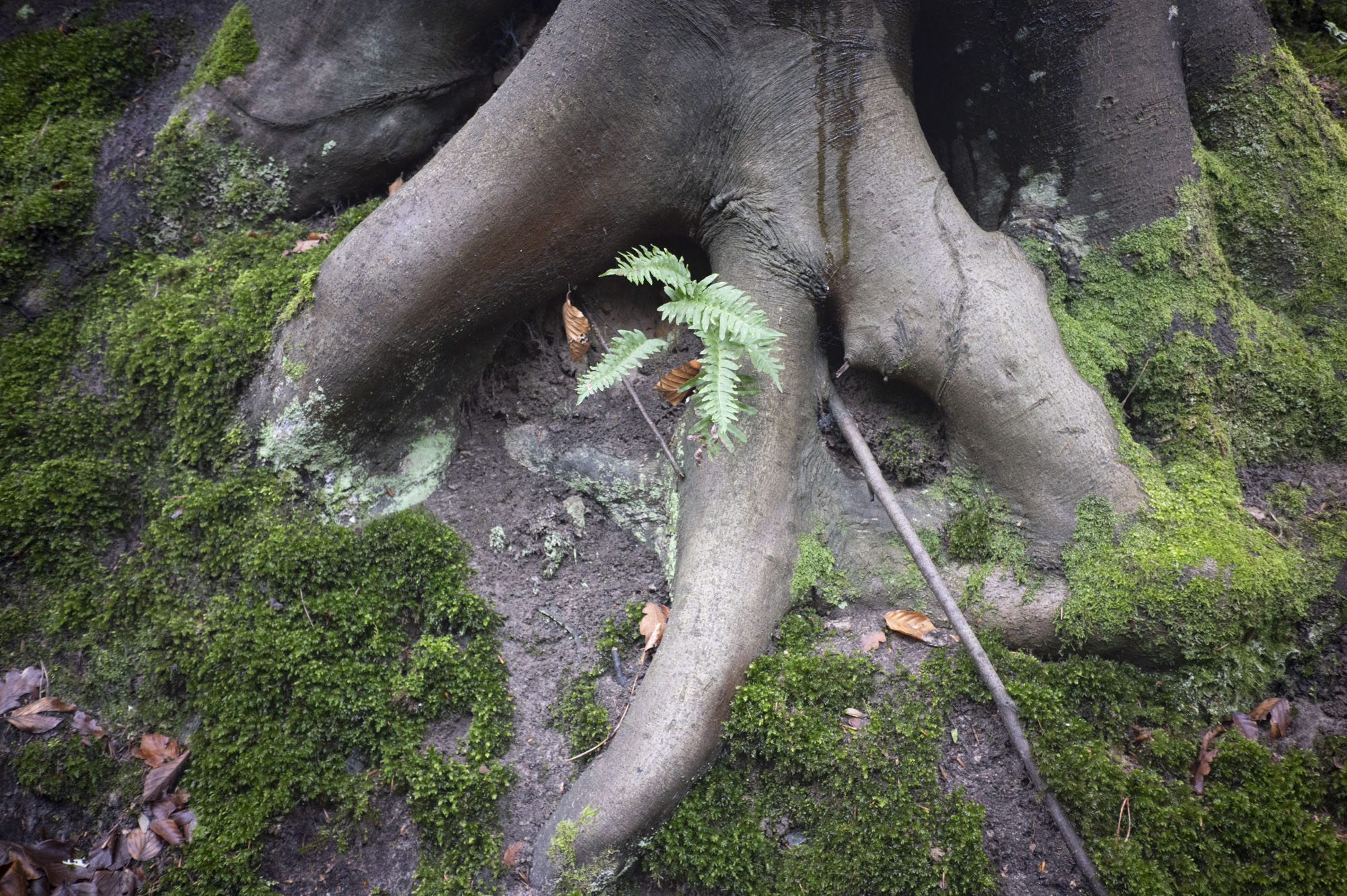 Viltrox AF 28mm F4.5 image gallery: a fern sprouting from the base of an old tree, surrounded by moss