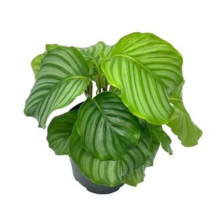 Walmart Calathea orbifolia