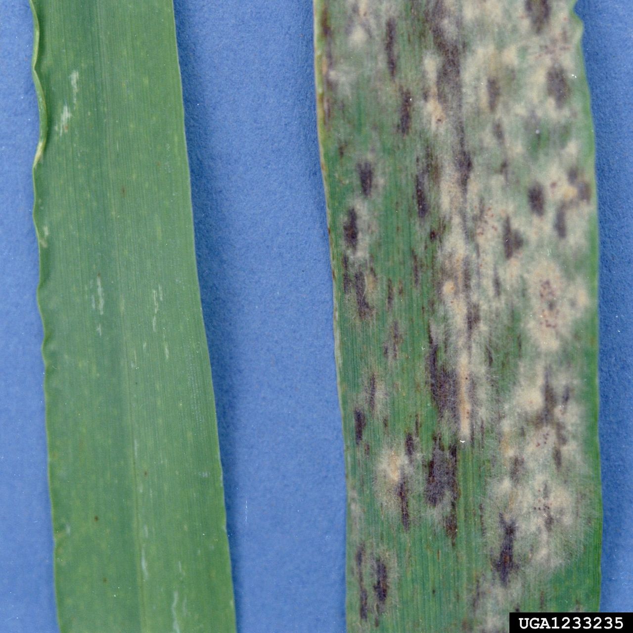 Powdery Mildew On Barley Leaf