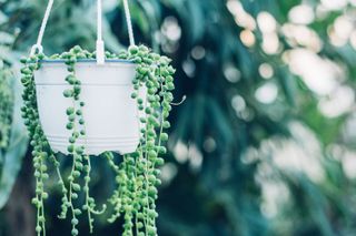 indoor plant ideas: string of pearls plant in hanging pot