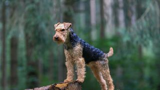 Airedale terrier standing on log