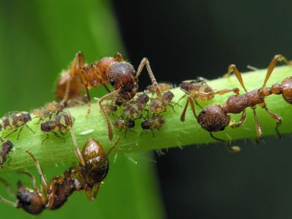 Aphids and Ants on Plant Stem