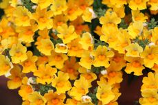 Yellow Nemesia Flowers