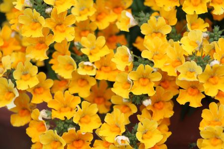 Yellow Nemesia Flowers