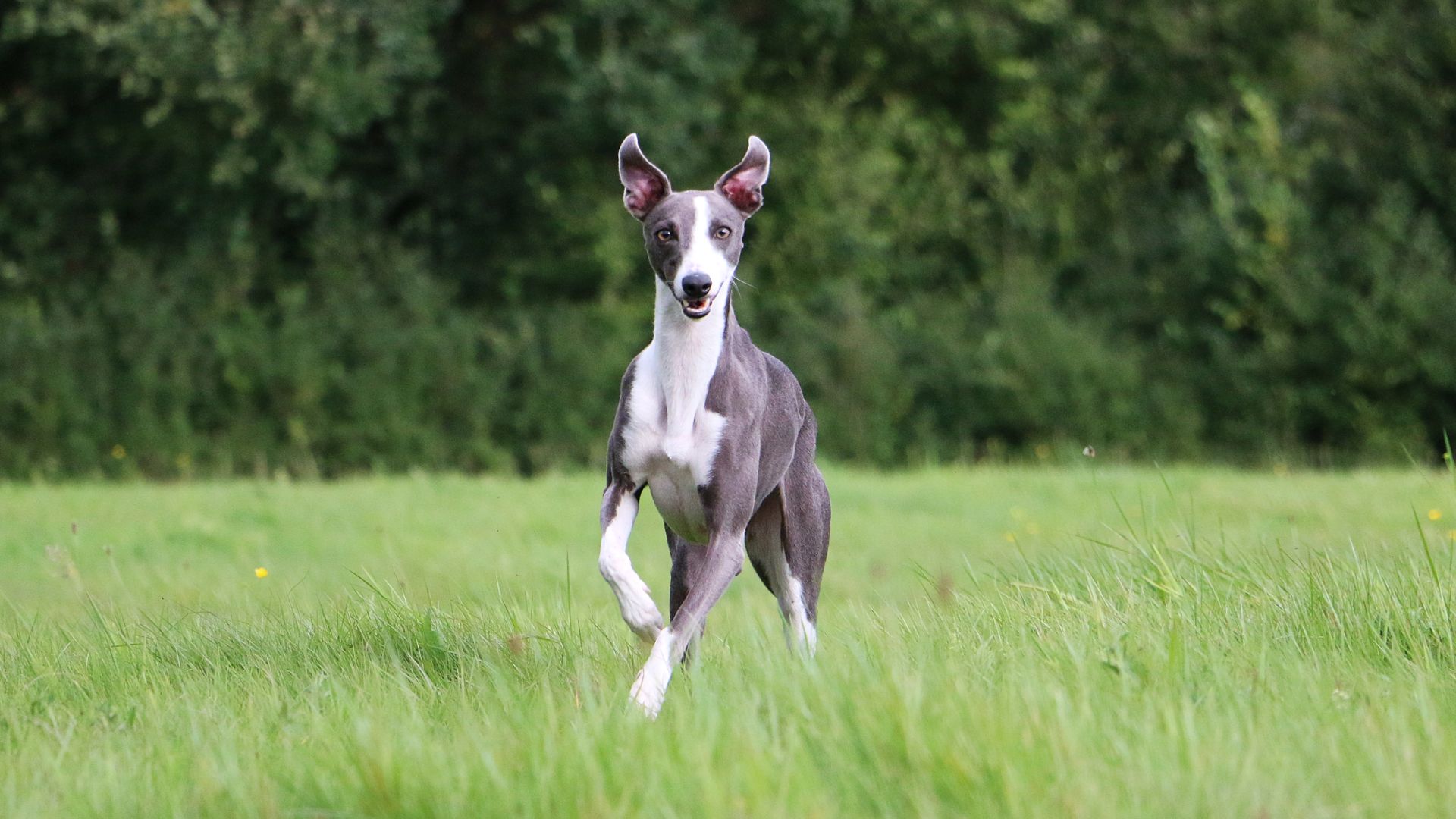 Whippet dog running through grass