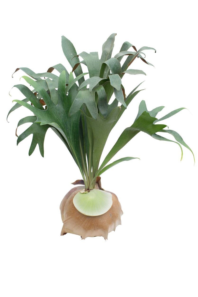 staghorn fern