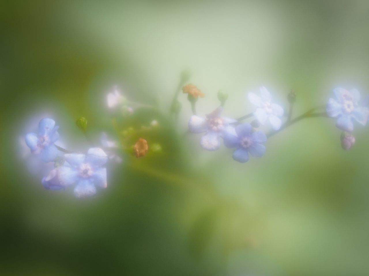 Wide open bloom and glow can be a bit much for some subjects, but can suit others