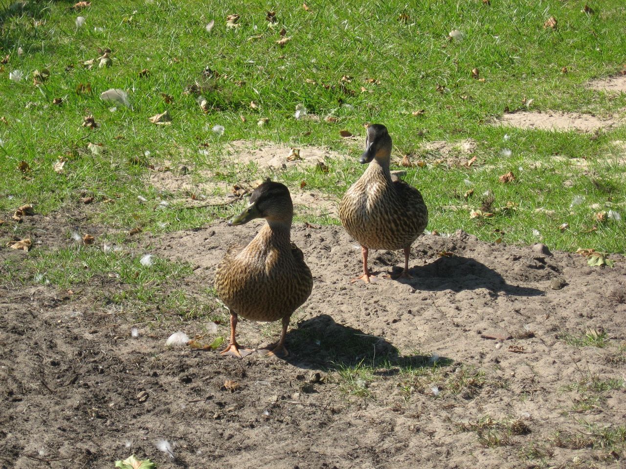 A camping photo taken with the Canon PowerShot A540, a compact camera announced in 2006