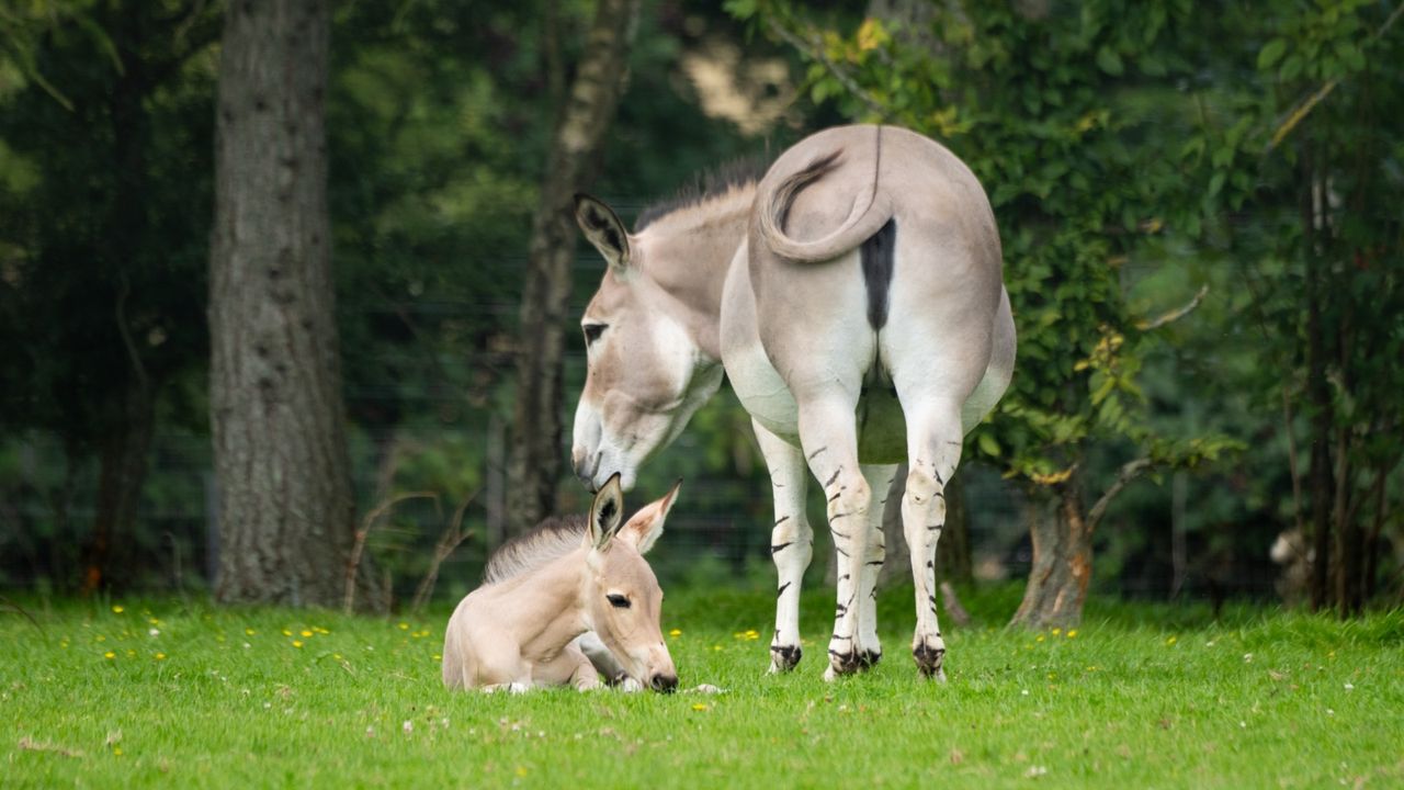 The young foal lies on the ground next to its mother
