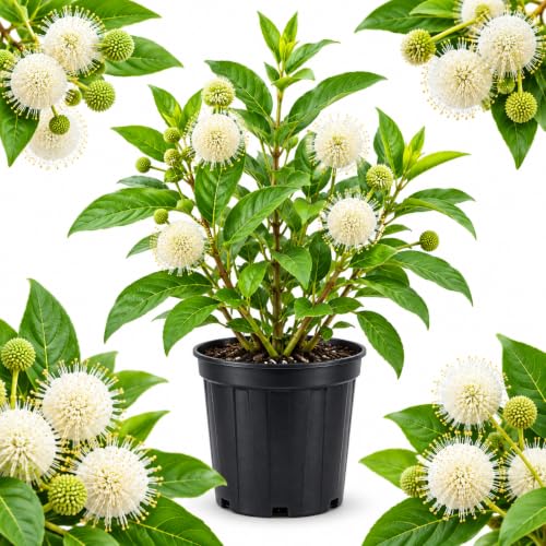 Buttonbush Live Plant, Native Buttonbush 12-18 Inch Tall in 4" Pot
