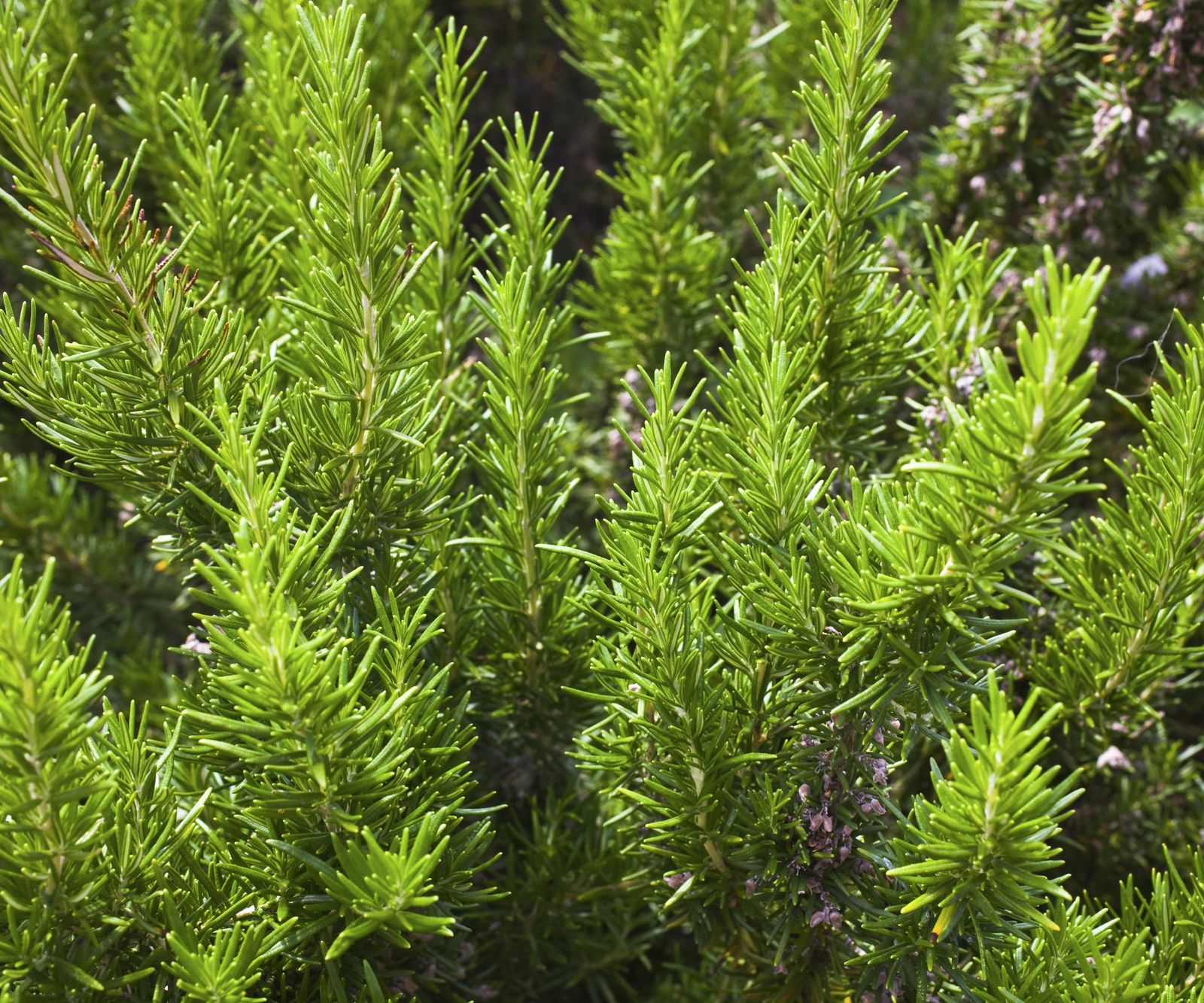 How to prune rosemary expert tips to control your shrub Homes & Gardens