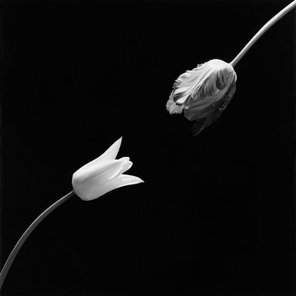 Peter Marino hones in on Mapplethorpe's XYZ | Wallpaper*
