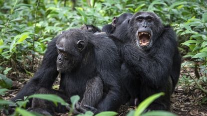 Chimpanzees in Uganda's Kibale National Park