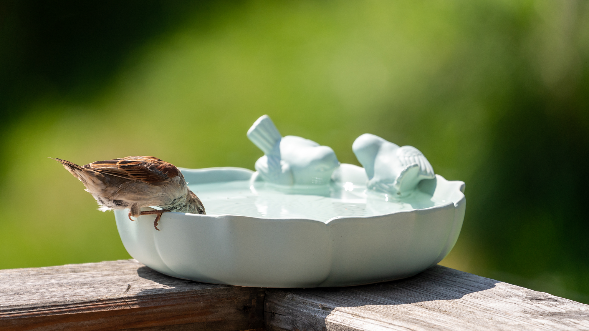 Bird in clean birdbath