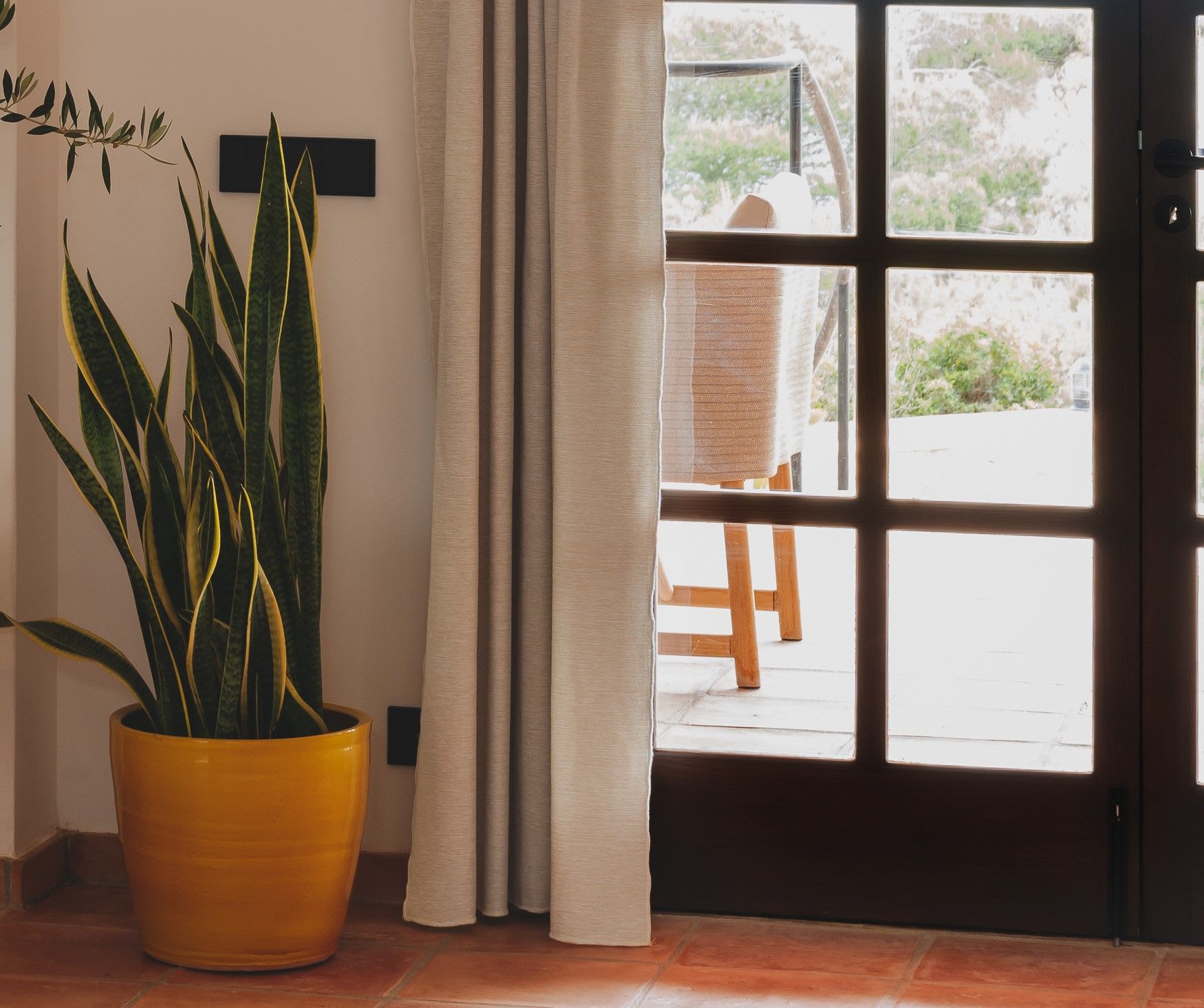 Tall snake plant placed next to a door