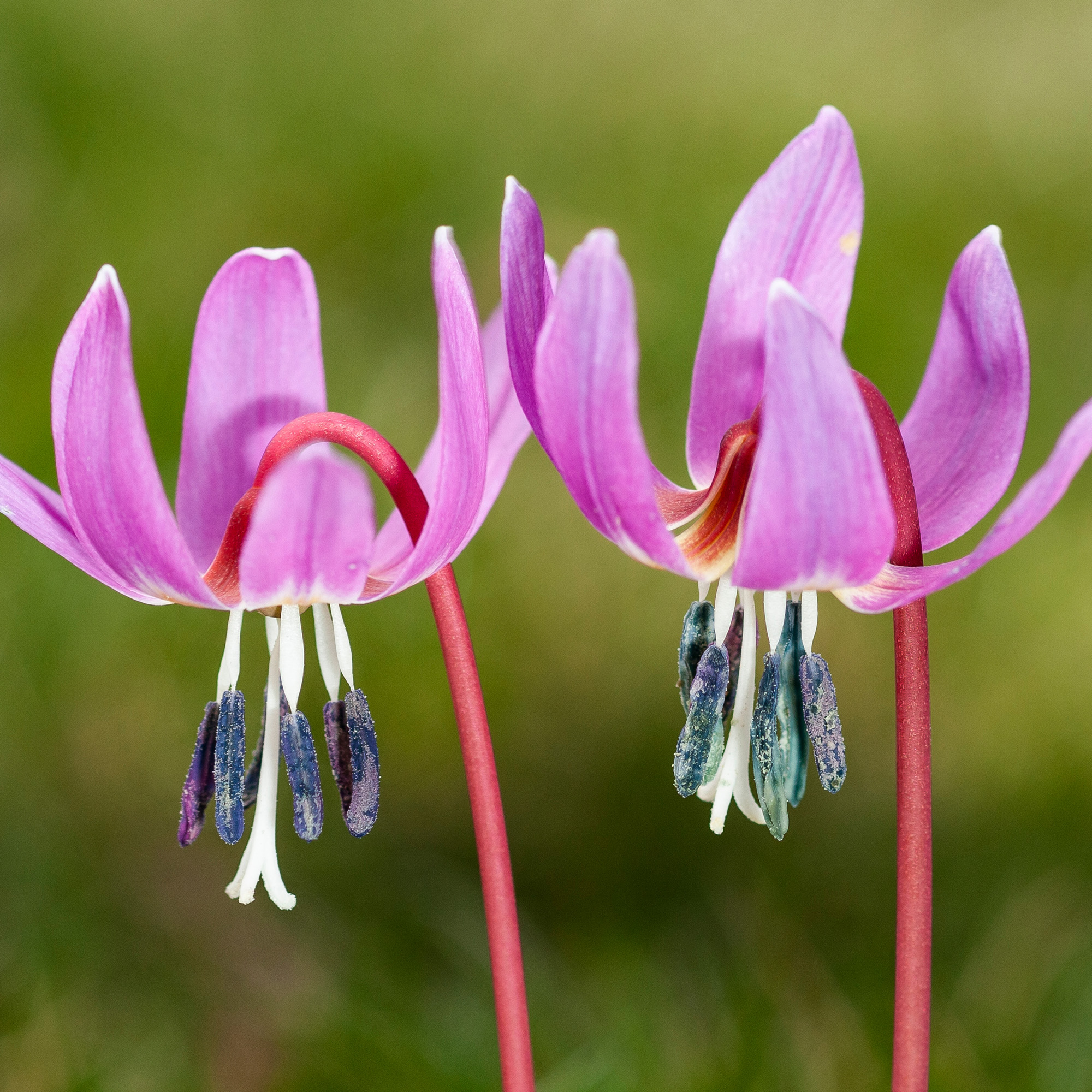 close up of pink Erythronium dens-canis