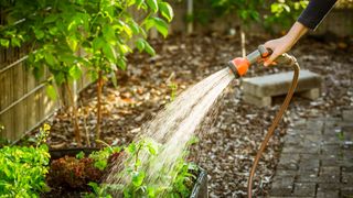 person watering garden with a hose