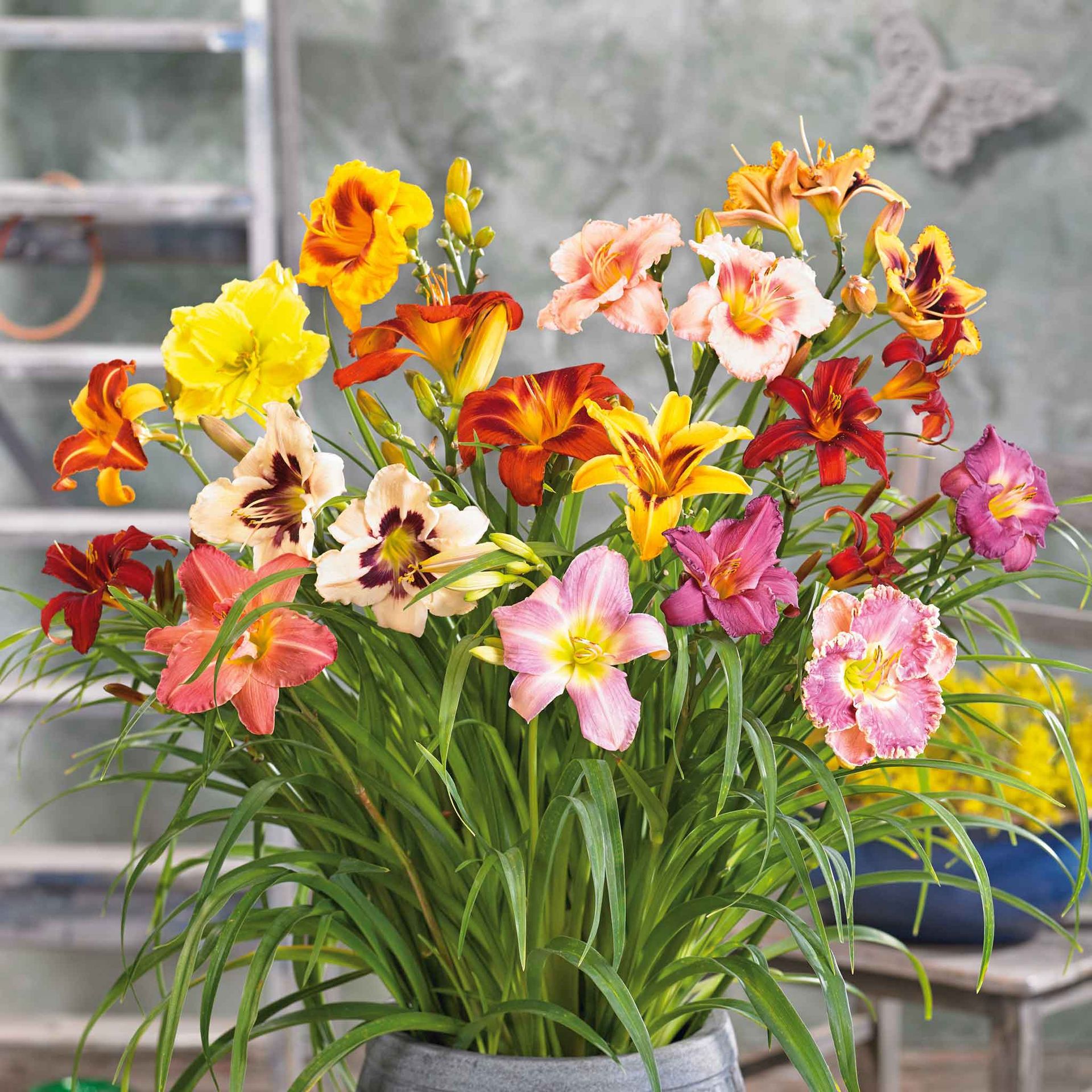 Daylily Roots - Happy Mix