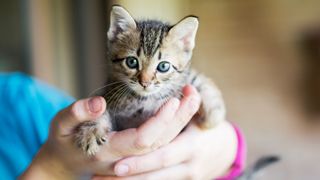 Kitten in human hands