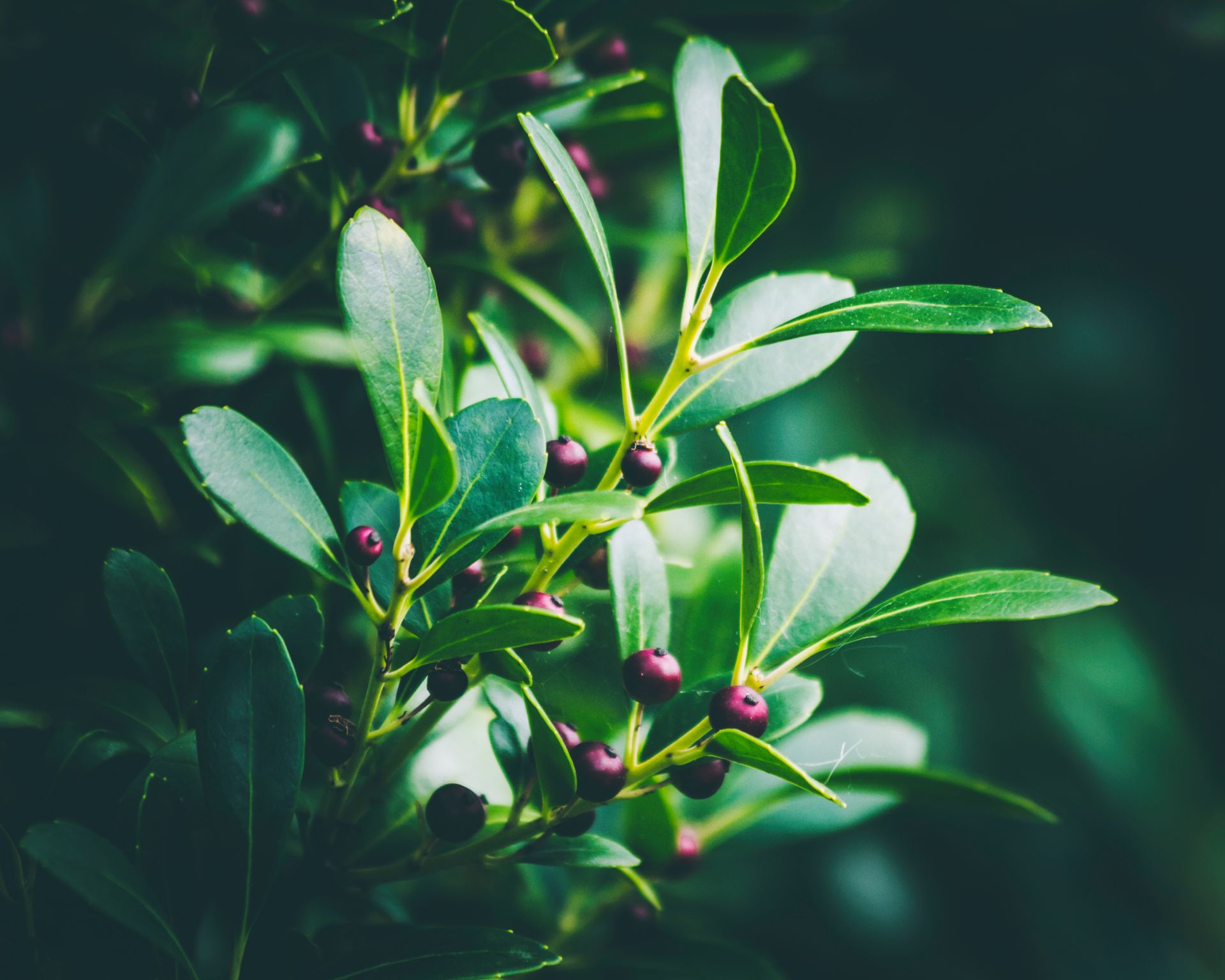 Dark berries and leaves of inkberry holly shrub