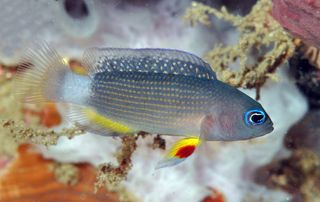 Manonichthys juvenile new dottyback, one of nine new species identified through Conservation International’s Bali Rapid Assessment Program.