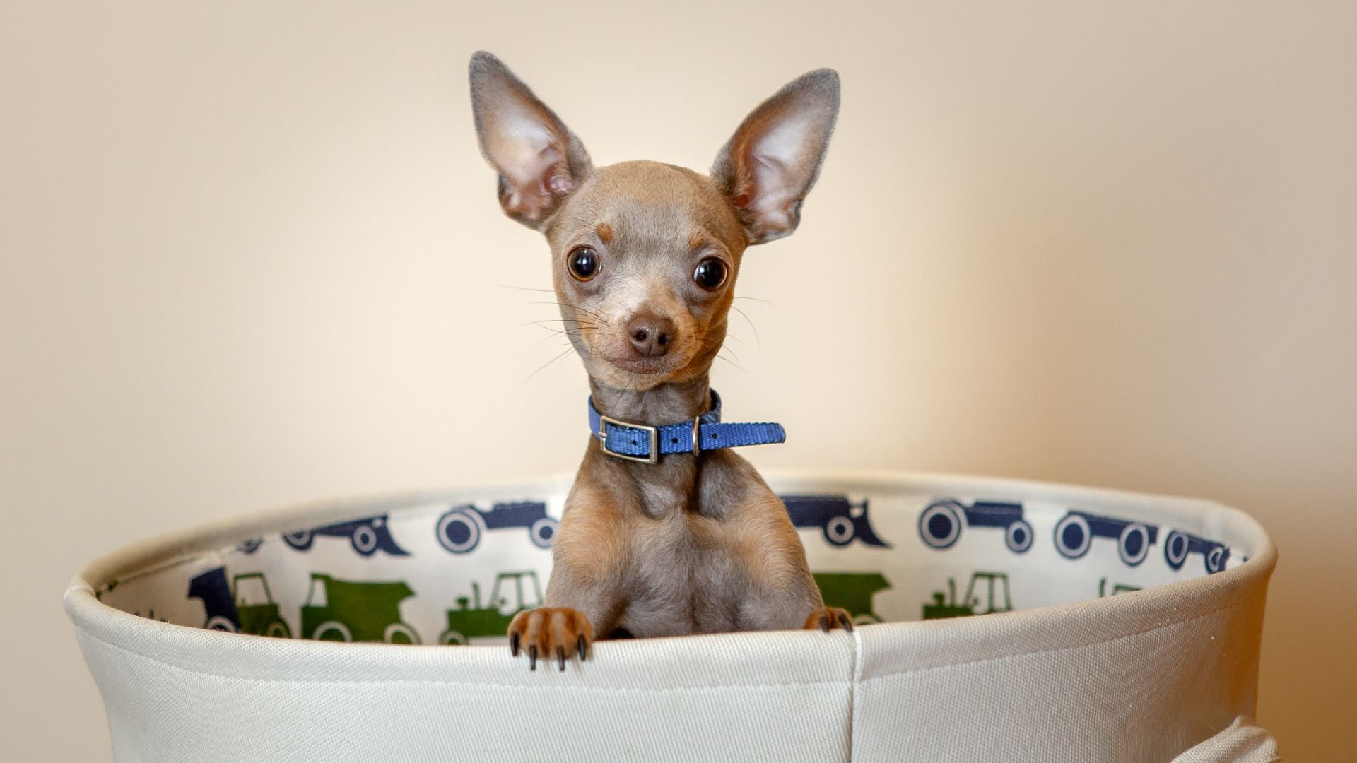 chihuahua dog