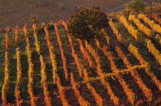 Piedmont vineyards in autumn