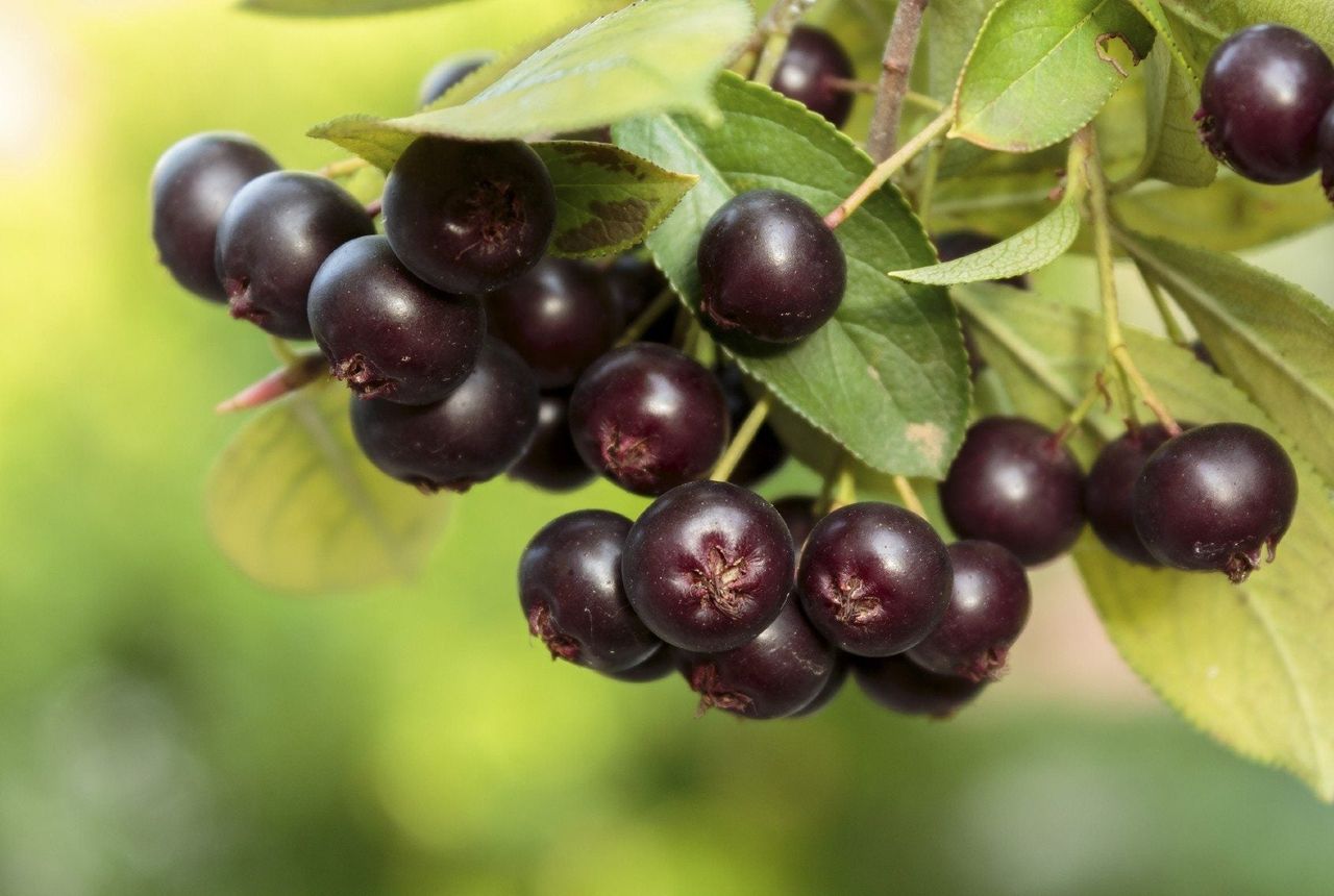 Close Up of Aronia Chokeberries