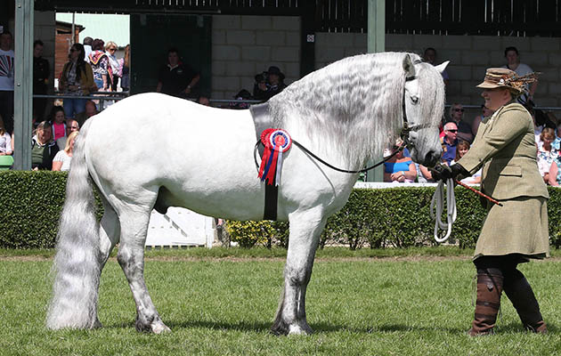 BENBREAC of CROILA Highland winner at Great Yorkshire Show 14/7/16 Photograph by John Grossick 0771 046 1723