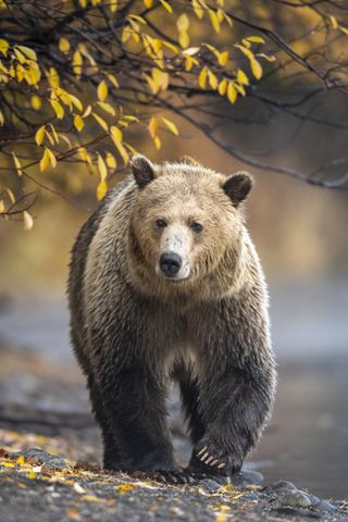 Remembering Bears wildlife photos