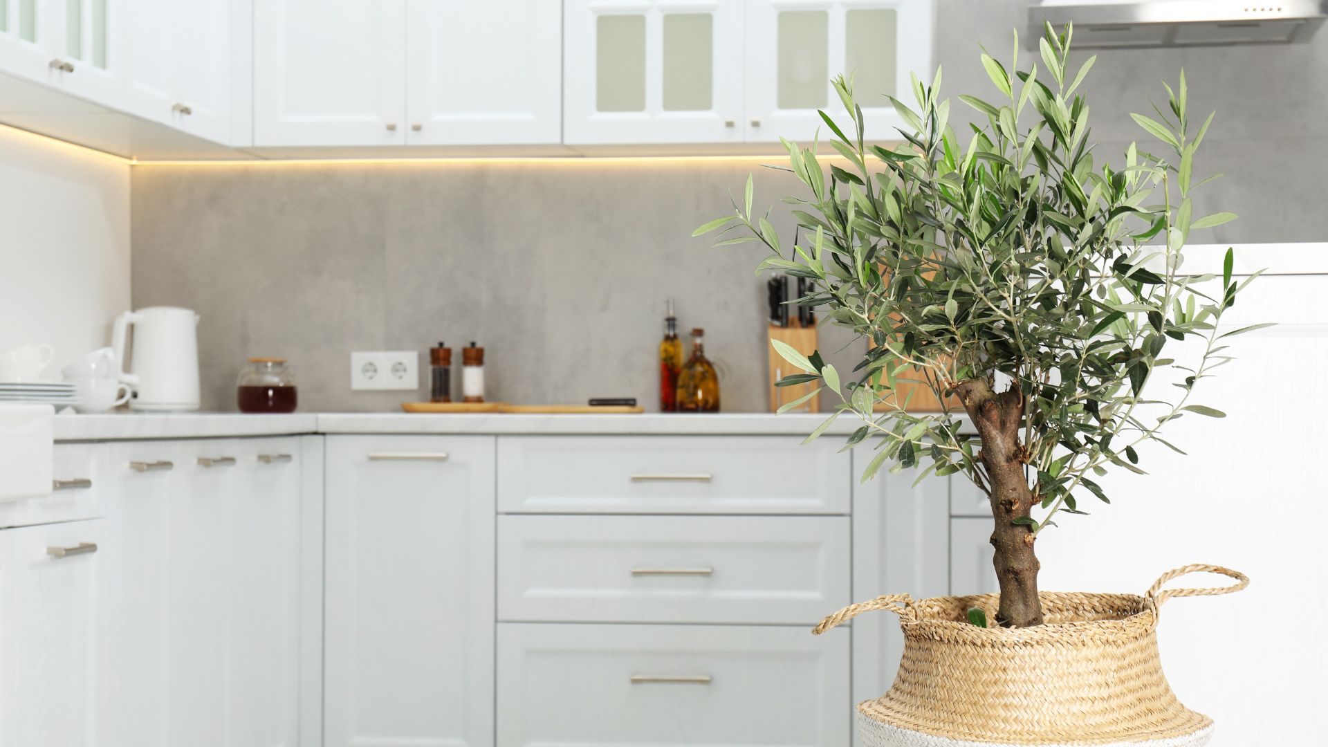 picture of a potted olive tree in kitchen