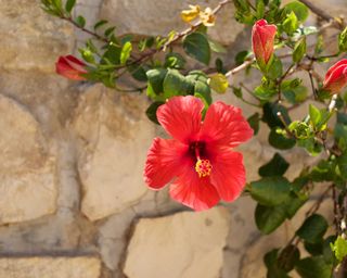 red flowers growing in front of a stone garden wall