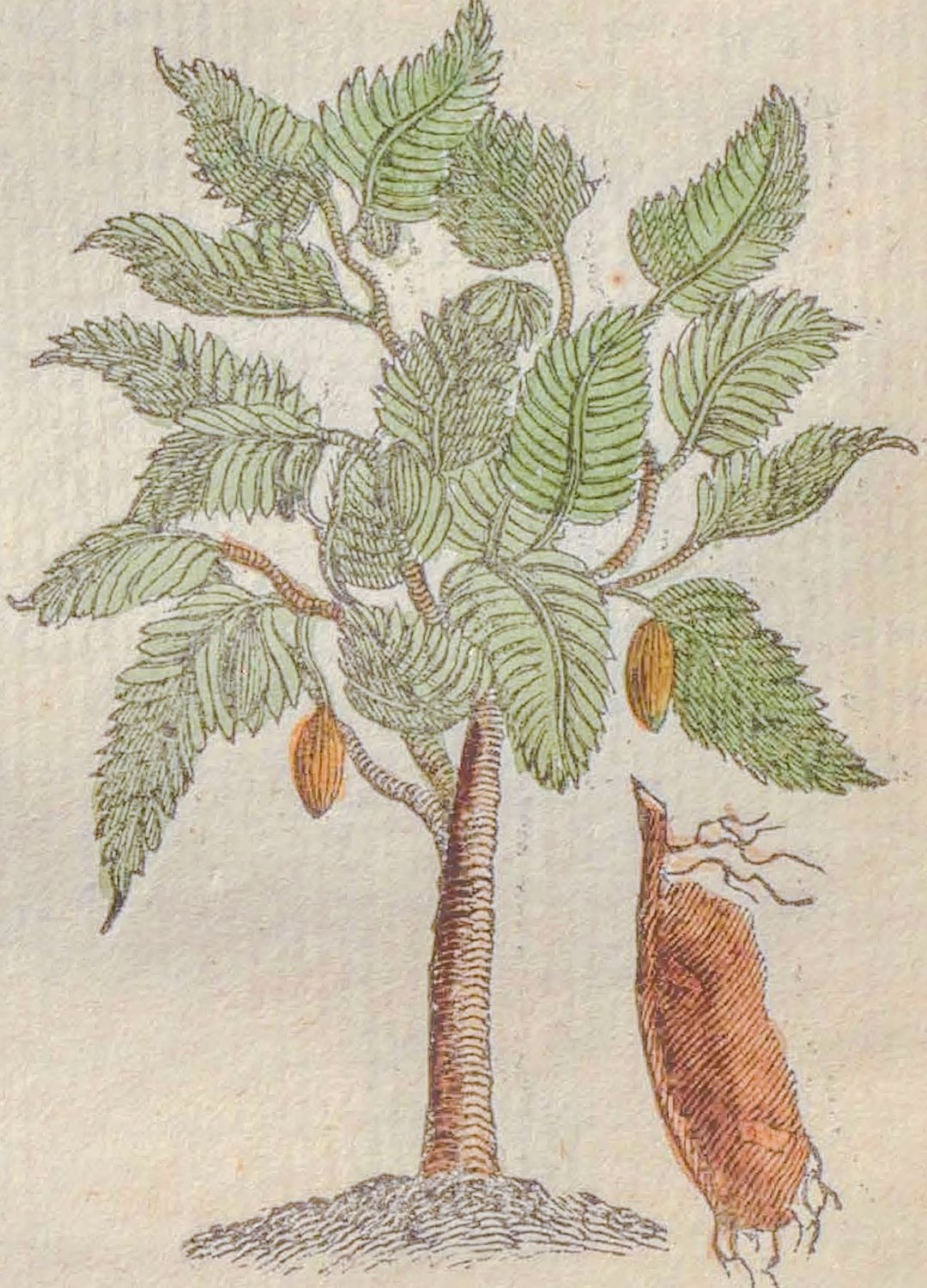 Tamarind