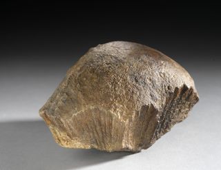 Acrotholus skull, which measures 2 inches (10 cm) thick.