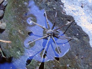 Dolomedes briangreenei, named after physicist Brian Greene, eats fish for supper.