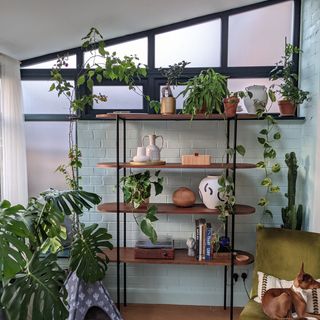 Painted blue conservatory walls with black upvc window frames, bookshelf and houseplants