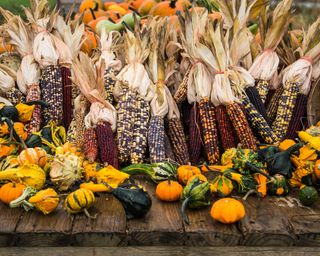 Indian corn and gourds on a wooden wagon