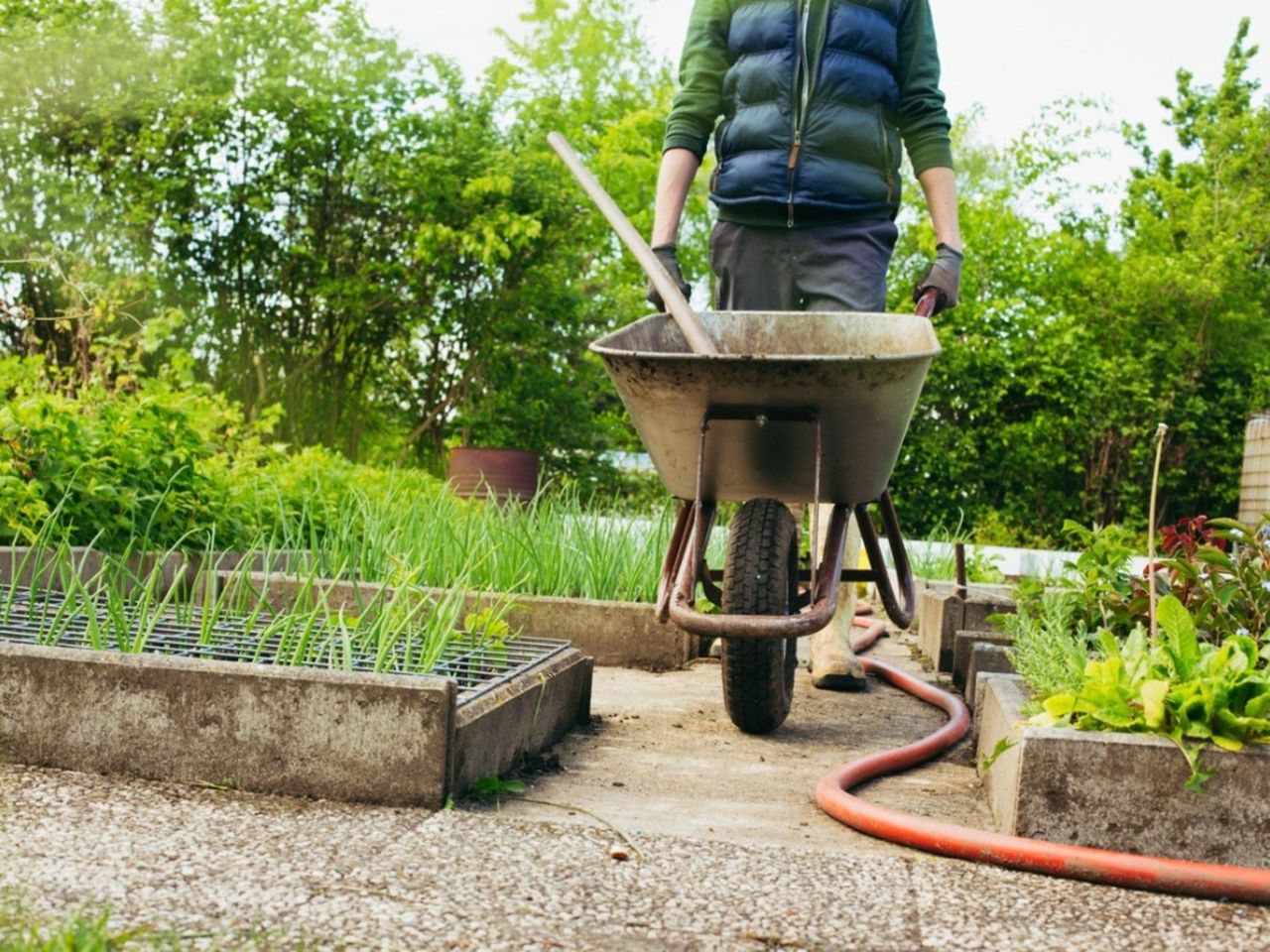 Gardener With Wheelbarrow Doing Chores In The Garden