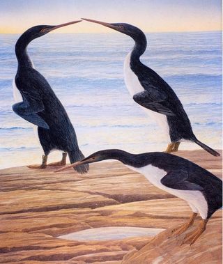 Artistic illustration of the Waimanu penguin on the beach. Until now, only the remains of this very original penguin had been found at the New Zealand site.