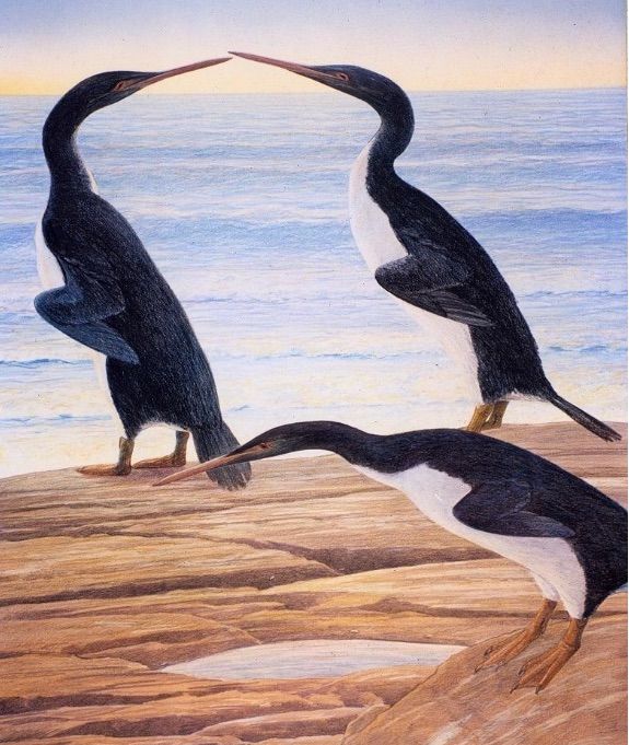 Giant Prehistoric Penguins Evolved During the Dinosaur Age | Live Science
