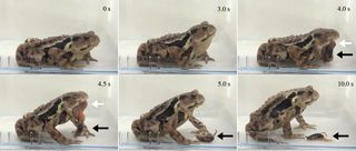 At first, the toad Bufo japonicas looks pleased with its meal. But 88 minutes after being swallowed, the bombardier beetle (Pheropsophus jessoensis) finds a way out. The black arrow shows the vomited beetle and the white arrow indicates the toad's everted stomach.