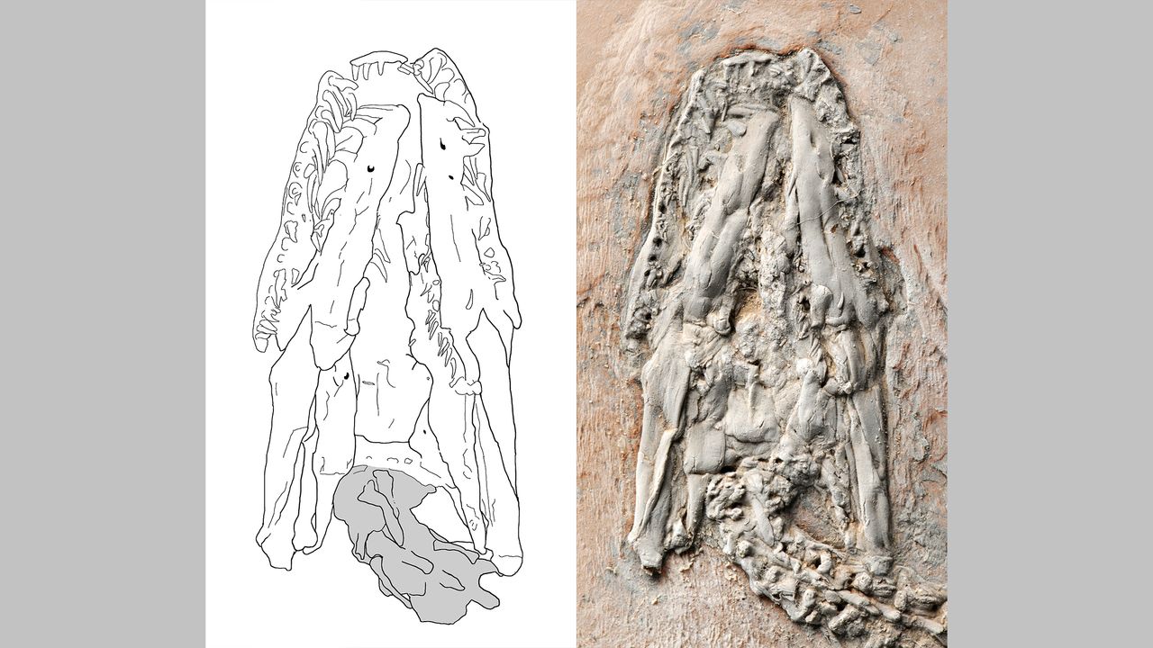 A sketch (left) and photo of a skull (right) of one of the newly analyzed python fossils.