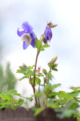 Close up of a purple columbine plant
