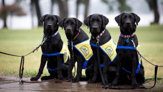 Four black labradors in training as service dogs