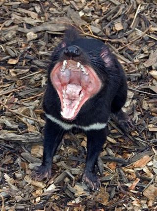 healthy tasmanian devil